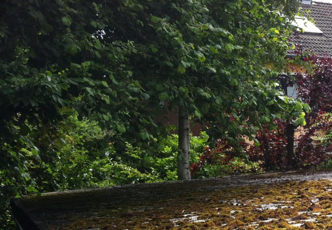IMG 0344.jpg